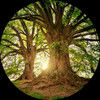 eclectic_spirit